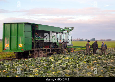 Culture végétale à Tarleton, Lancashire, Royaume-Uni. Décembre 2016. Météo au Royaume-Uni. Travailleurs agricoles migrants récoltant du chou de Savoie d'hiver à partir d'un sol semé lourd. Les cultures de chou récoltées ont été endommagées en partie par des gelées de -4C dans cette région du West Lancashire connue sous le nom de Salad Bowl. Des rapports d'infestations de choux blanc, Aleyrodes prolétella, un ravageur commun dans certaines parties de l'Angleterre même dans les mois d'hiver plus froids, peuvent entraîner des pénuries de supermarchés pendant Noël. Banque D'Images