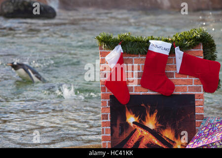 Edinburgh, Royaume-Uni. 7 décembre 2016. Pingouins ramasser des cadeaux pour Noël dans Penguin's Rock à RZSS Zoo d'Édimbourg. Pako Mera/Alamy Live News Banque D'Images