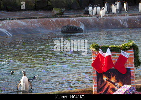 Edinburgh, Royaume-Uni. 7 décembre 2016. Pingouins ramasser des cadeaux pour Noël dans Penguin's Rock à RZSS Zoo d'Édimbourg. Pako Mera/Alamy Live News Banque D'Images