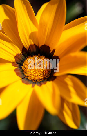 Gazania rigens 'new day', treasure flower Jane Ann Butler Photography JABP1750 Banque D'Images