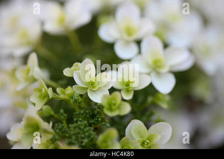 Hortensia à fleurs d'été blanc dainty 'snowflake' - s'épanouir Jane Ann Butler Photography JABP1736 Banque D'Images