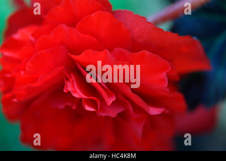 Fleur de bégonia rouge flouncy - été favorite Jane Ann Butler Photography JABP1747 Banque D'Images