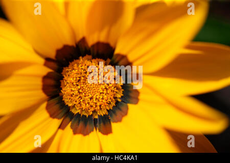 Gazania rigens 'new day', treasure flower Jane Ann Butler Photography JABP1748 Banque D'Images