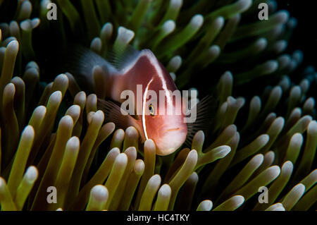 Poisson de l'anémone à Bali, octobre 2016. Banque D'Images