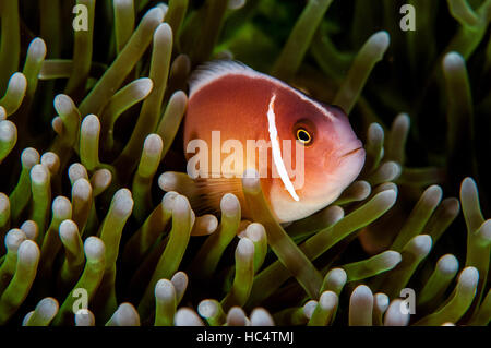 Poisson de l'anémone à Bali, octobre 2016. Banque D'Images