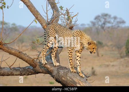 La cheetah cub (Acinonyx jubatus) escalade un arbre en Afrique du Sud Banque D'Images