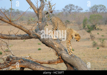 La cheetah cub (Acinonyx jubatus) escalade un arbre en Afrique du Sud Banque D'Images