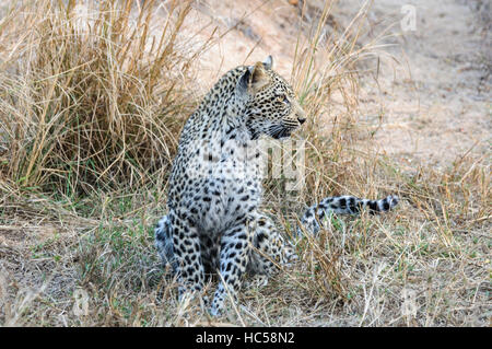 Jeune africain leopard cub (Panthera pardus) jouer à la chasse en Afrique du Sud Banque D'Images