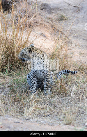 Jeune africain leopard cub (Panthera pardus) jouer à la chasse en Afrique du Sud Banque D'Images