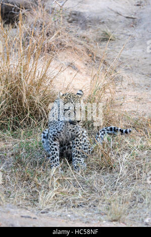 Jeune africain leopard cub (Panthera pardus) jouer à la chasse en Afrique du Sud Banque D'Images