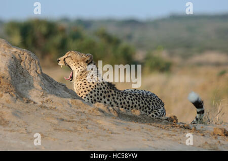 Homme Guépard (Acinonyx jubatus) et relaxant le bâillement dans le soleil de l'après-midi, Afrique du Sud Banque D'Images