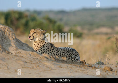 Homme Guépard (Acinonyx jubatus) se détendre sous le soleil d'après-midi, Afrique du Sud Banque D'Images