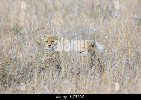 Deux jeunes oursons Guépard (Acinonyx jubatus) à se cacher dans les hautes herbes de la savane, Afrique du Sud Banque D'Images