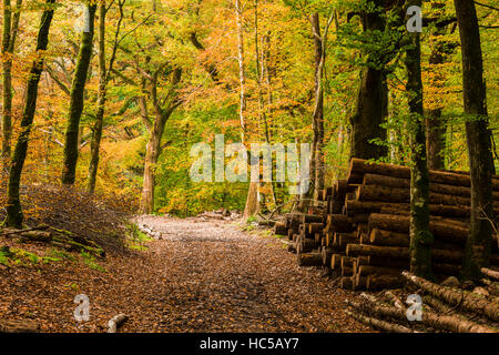 Bien que la voie d'un automne dans les bois près de Dulverton Exmoor National Park. Le Somerset. Banque D'Images