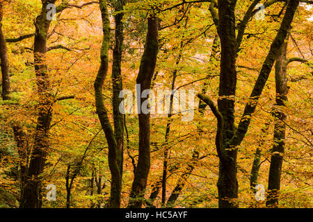 Les arbres feuillus afficher leurs couleurs d'automne dans les bois près de Dulverton, Parc National d'Exmoor, Somerset, Angleterre. Banque D'Images