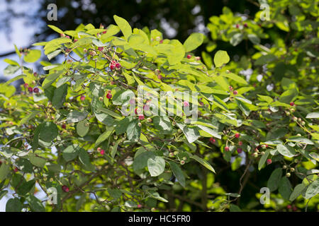 Kupfer-Felsenbirne Kupferfelsenbirne Felsenbirne,,, Früchte, Amelanchier lamarckii, Juneberry, l'Amélanchier Banque D'Images