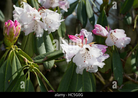 Rhododendron Rhododendron sutchuenense, Sichuan-Rhododendron, Rhododendron, Sichuan Banque D'Images