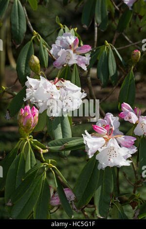 Rhododendron Rhododendron sutchuenense, Sichuan-Rhododendron, Rhododendron, Sichuan Banque D'Images