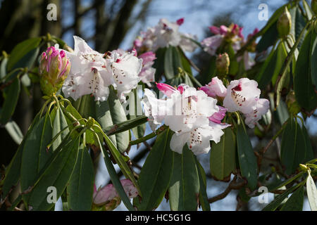 Rhododendron Rhododendron sutchuenense, Sichuan-Rhododendron, Rhododendron, Sichuan Banque D'Images