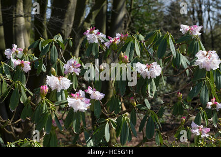 Rhododendron Rhododendron sutchuenense, Sichuan-Rhododendron, Rhododendron, Sichuan Banque D'Images