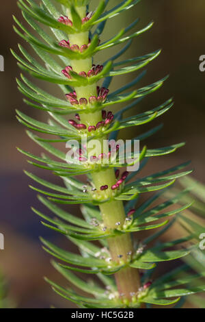 Tannenwedel Tannen-Wedel Tannenwedel Gewöhnlicher,,,,, Blüten Blüte blühend Hippuris vulgaris, commune, la queue de Mare, mare, la queue de la pesse vulgaire Banque D'Images
