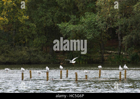 Troupeau de mouettes à tête noire posés sur des poteaux au milieu de la rivière Aire Myrtle Park, Bingley, Yorkshire, Angleterre. Banque D'Images