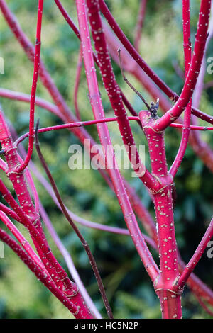 Tiges rouge d'hiver de l'arbuste rustique, Cornus alba 'Baton Rouge' Banque D'Images