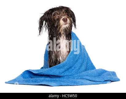 Chien Bichon havanais chocolat noir humide après le bain avec une serviette bleu Banque D'Images