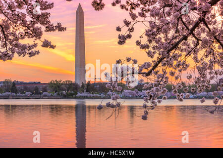 Washington DC, USA au bassin de marée avec le Washington Monument dans la saison du printemps. Banque D'Images
