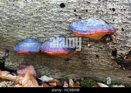 Trois champignons colorés poussant sur un arbre mort Banque D'Images