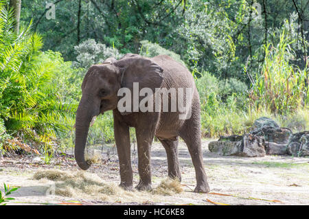 Manger un peu de foin de l'Eléphant d'Afrique Banque D'Images