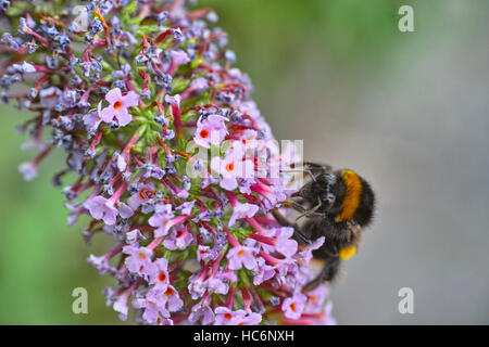 La récolte du pollen d'abeille de minuscules fleurs roses sur un buddleja à la fin de l'été Banque D'Images