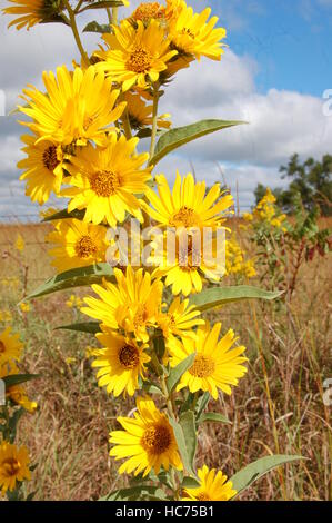 Des souches sauvages de tournesols dans Kansas Banque D'Images