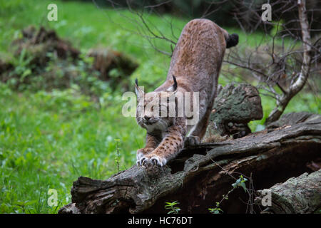 Le lynx eurasien (Lynx lynx) l'étirement des membres et des griffes d'affûtage sur tronc d'arbre dans la forêt Banque D'Images