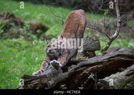 Le lynx eurasien (lynx lynx) l'étirement des membres et des griffes d'affûtage sur tronc d'arbre dans la forêt Banque D'Images