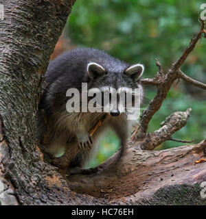 North American raton laveur (Procyon lotor), originaire d'Amérique du Nord, l'escalade dans l'arbre dans la forêt Banque D'Images