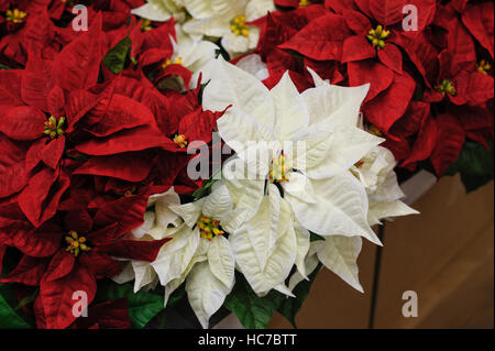 Fleurs rouge et blanc étoile de Noël Banque D'Images