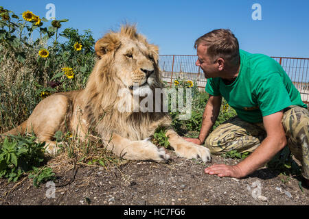 L'homme le serrant dans safari lion peak Taigan, Crimée, Russie Banque D'Images