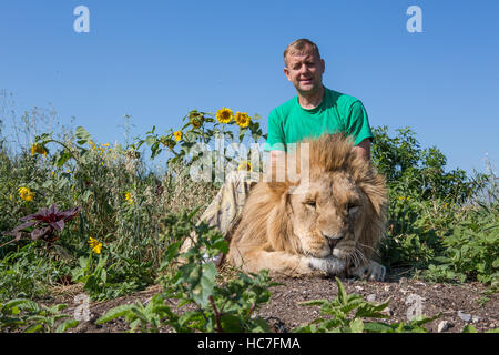 L'homme serrant le lion au parc safari Taigan, Crimée, Russie Banque D'Images