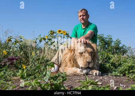 L'homme serrant le lion au parc safari Taigan, Crimée, Russie Banque D'Images