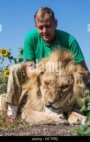 L'homme serrant le lion au parc safari Taigan, Crimée, Russie Banque D'Images