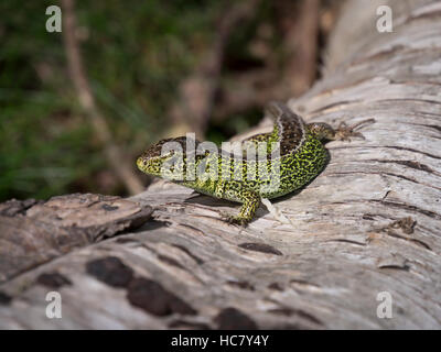 Sable mâle (lézard Lacerta agilis) au soleil sur un journal de bouleau dans soleil du printemps, Studland Bay, Dorset, Angleterre. Banque D'Images