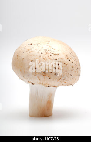 L'un d'un champignon champignon sur un fond clair Banque D'Images