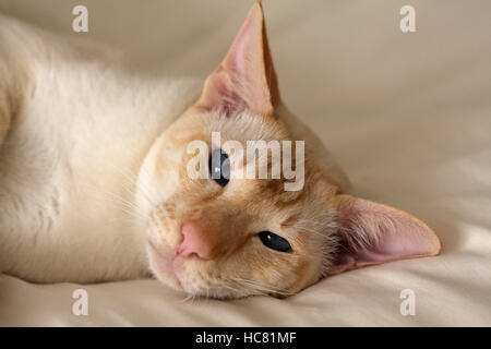 Close Up D Un Chat Siamois Red Point Photo Stock Alamy