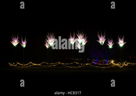 Fleur de Noël lumières à RHS Wisley Gardens, Surrey, Angleterre. Bougies de Noël 2016 Festival Banque D'Images