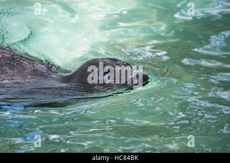 Harbour Seal surfacing de Henry Vilas Zoo Banque D'Images