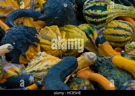 Photographie d'hiver, courges, citrouilles et courges. Banque D'Images