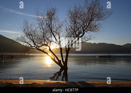 Silhouette solitaire d'un arbre qui pousse dans l'eau sur la rive du lac au coucher du soleil Banque D'Images