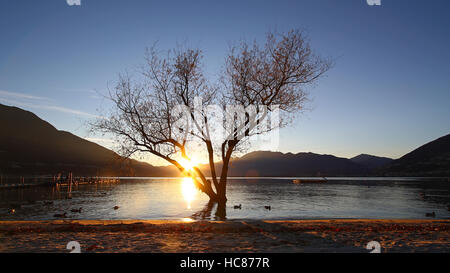 Silhouette solitaire d'un arbre qui pousse dans l'eau sur la rive du lac au coucher du soleil Banque D'Images