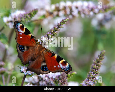 Un beau papillon paon de couleur à la recherche de nectar parmi les herbes. Banque D'Images